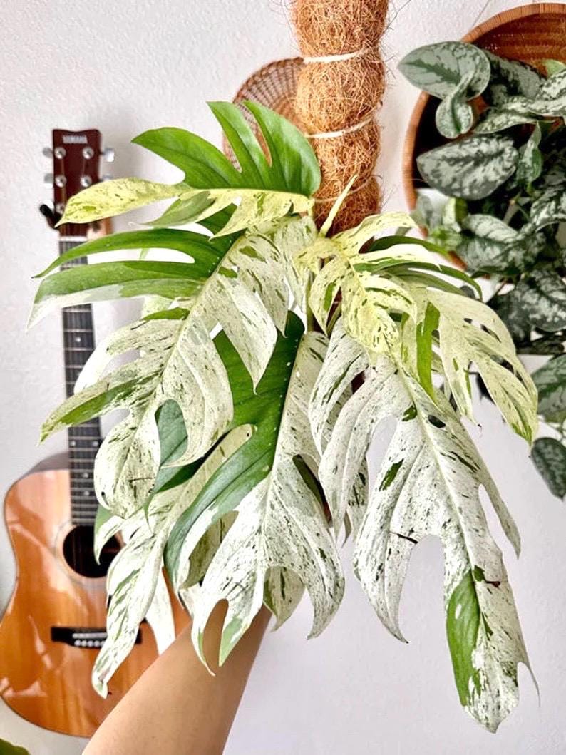 Epipremnum Pinnatum variegated Marble climbing rare 2” plant **(ALL plants require you to purchase ANY 2 plants!)**