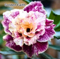 Desert rose Golden Faith adenium obesum rare flower starter plant **(ALL plants require you to purchase ANY 2 plants!)**