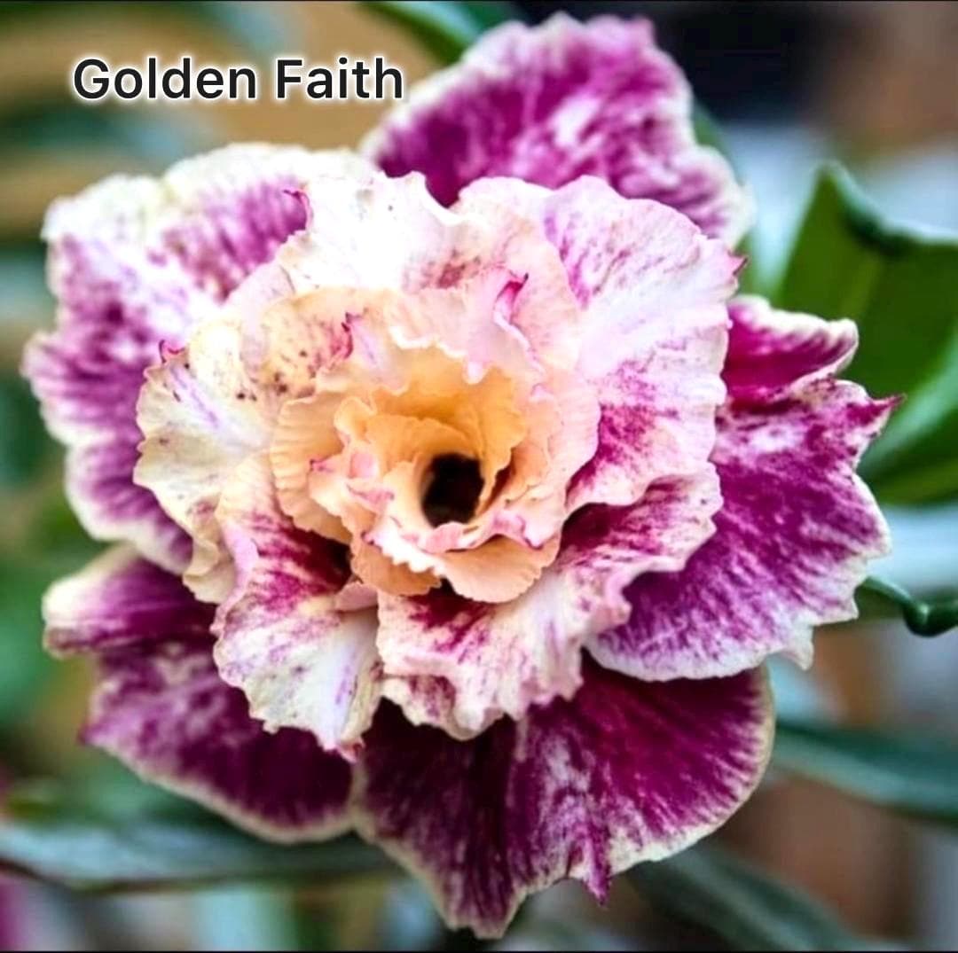 Desert rose Golden Faith adenium obesum rare flower starter plant **(ALL plants require you to purchase ANY 2 plants!)**