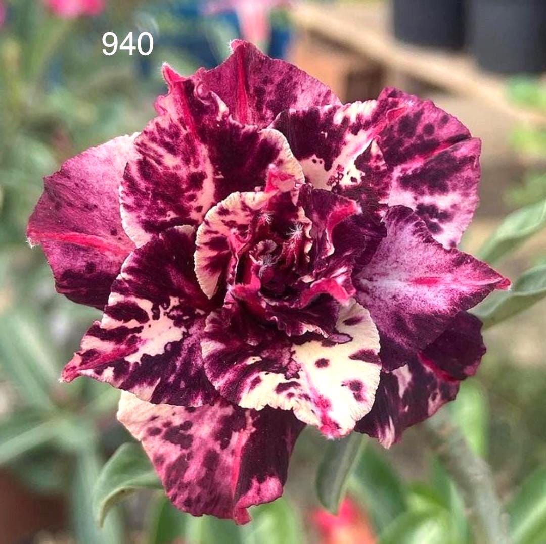 Desert rose rare “940 purple” adenium obesum rooted starter plant **(ALL plants require you to purchase ANY 2 plants!)**