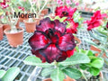 Desert rose Moran adenium obesum rare flower starter plant **(ALL plants require you to purchase ANY 2 plants!)**