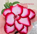 Desert rose “Royal empress” adenium obesum rare flower starter plant **(ALL plants require you to purchase ANY 2 plants!)**