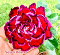 Desert rose “Seven heaven” adenium obesum rare flower starter plant **(ALL plants require you to purchase ANY 2 plants!)**