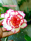 Desert rose “Cake tower” adenium obesum rare flower starter plant **(ALL plants require you to purchase ANY 2 plants!)**