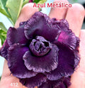 Desert rose Azul Metalico adenium obesum rare flower starter plant **(ALL plants require you to purchase ANY 2 plants!)**