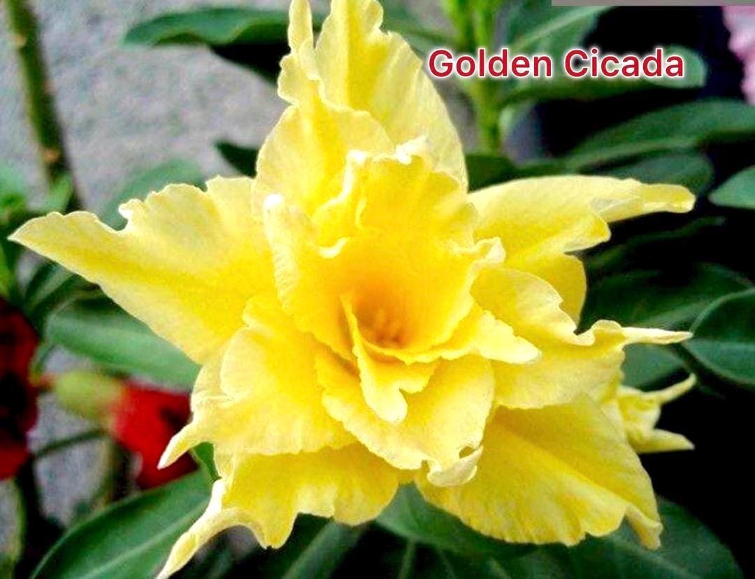 Desert rose “golden cicada” adenium obesum rare flower starter plant **(ALL plants require you to purchase ANY 2 plants!)**