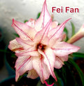 Desert rose “Fei fan” adenium obesum rare flower starter plant **(ALL plants require you to purchase ANY 2 plants!)**