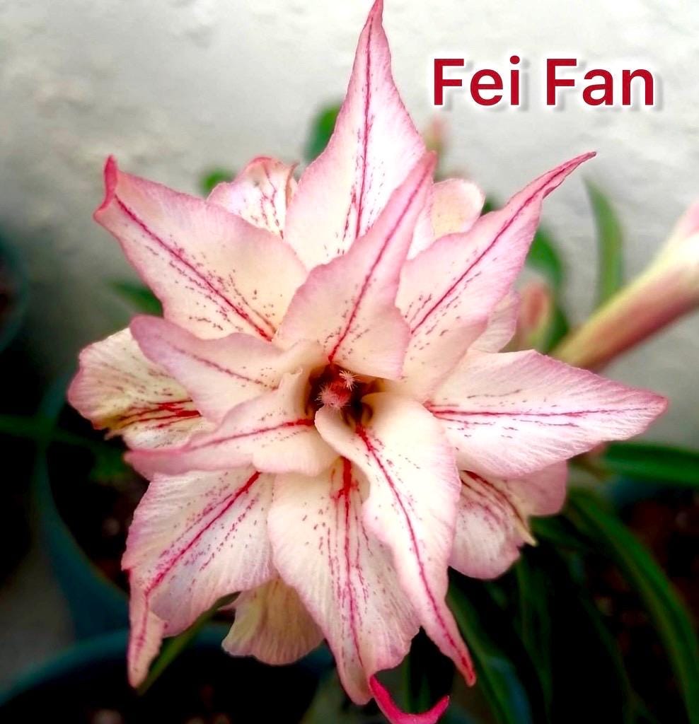 Desert rose “Fei fan” adenium obesum rare flower starter plant **(ALL plants require you to purchase ANY 2 plants!)**