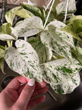 Pothos Marble “Snow” Queen XL starter plant **(ALL plants require you to purchase ANY 2 plants!)**