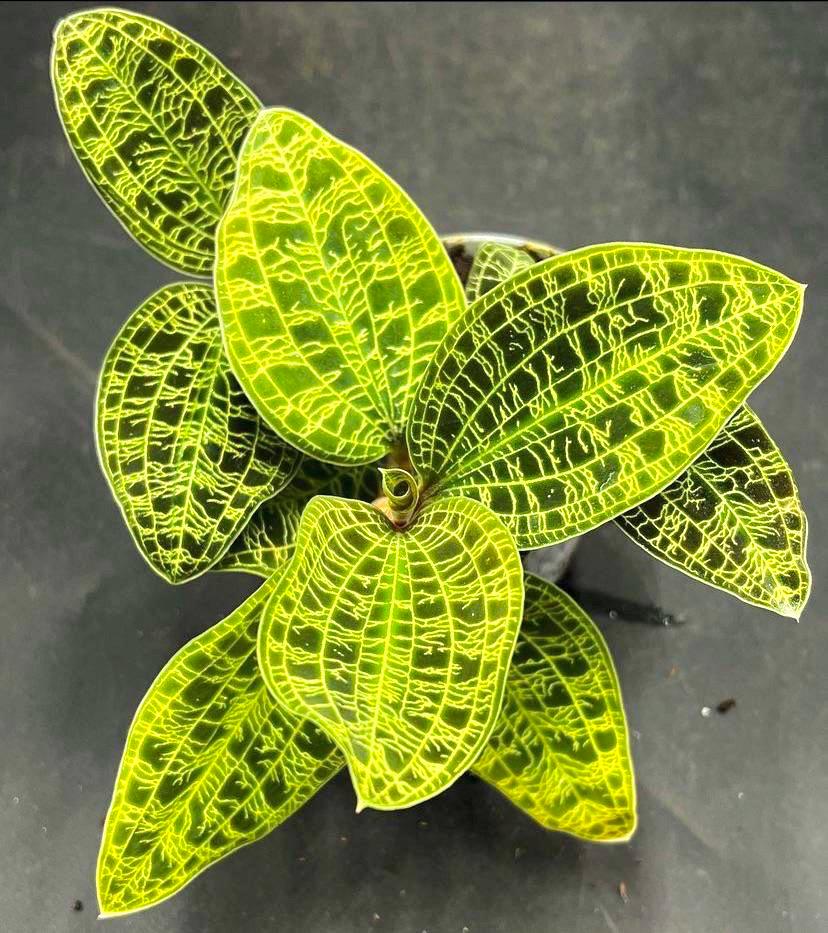 Macodes Petola jewel orchid 2” plant **(ALL plants require you to purchase ANY 2 plants!)