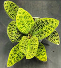 Macodes Petola 20 pack