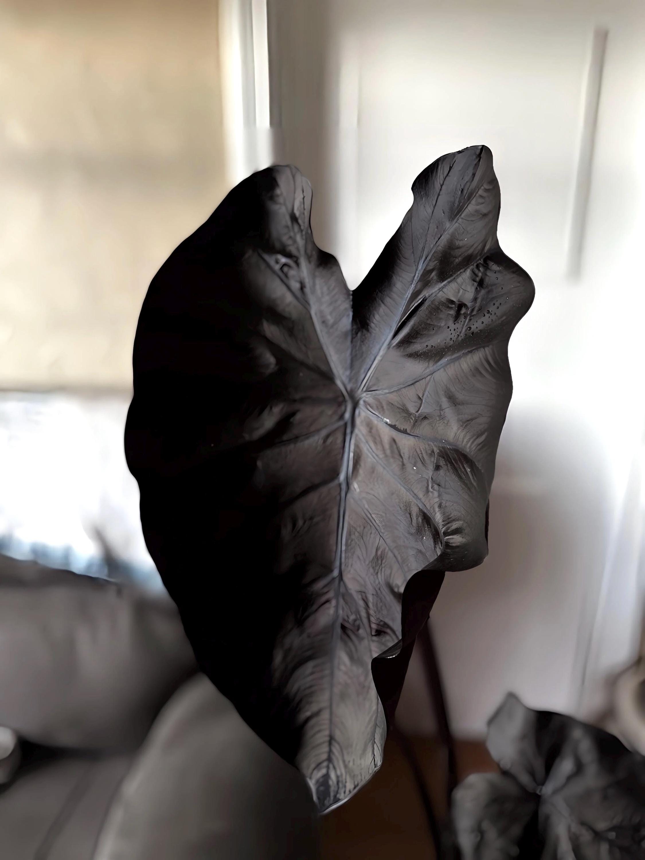 Colocasia black coral starter plant **(ALL plants require you to purchase ANY 2 plants!)**