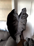 Colocasia black magic starter plant **(ALL plants require you to purchase ANY 2 plants!)**