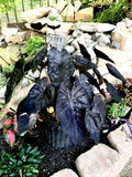 Colocasia Black ripple “gothic” rare black elephant ear starter plant **(ALL plants require you to purchase ANY 2 plants!)**
