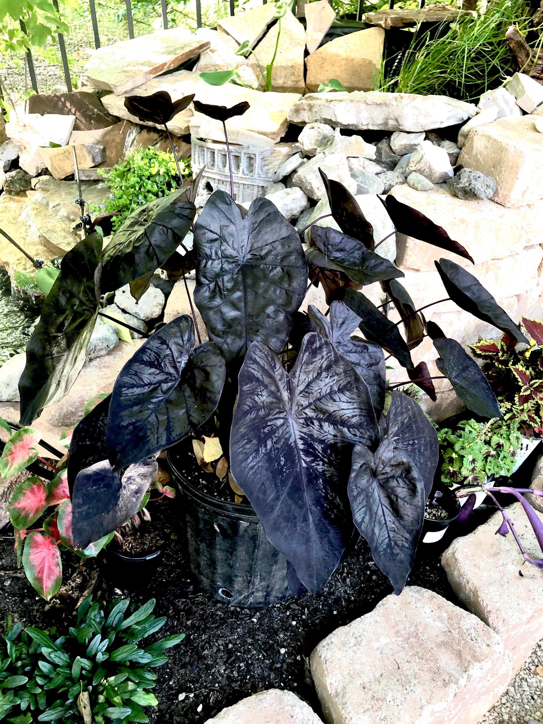 Colocasia Black ripple “gothic” rare black elephant ear starter plant **(ALL plants require you to purchase ANY 2 plants!)**