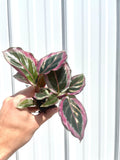 Calathea Roseopicta “Black rose” starter plant **(ALL plants require you to purchase ANY 2 plants!)**