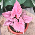 Syngonium pink perfection 2” pot **(ALL plants require you to purchase ANY 2 plants!)**