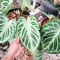 Anthurium Silver Blush 4” starter plant **(ALL plants require you to purchase ANY 2 plants!)**