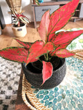 Aglaonema Lucky red 4” pot **(ALL plants require you to purchase ANY 2 plants!)**