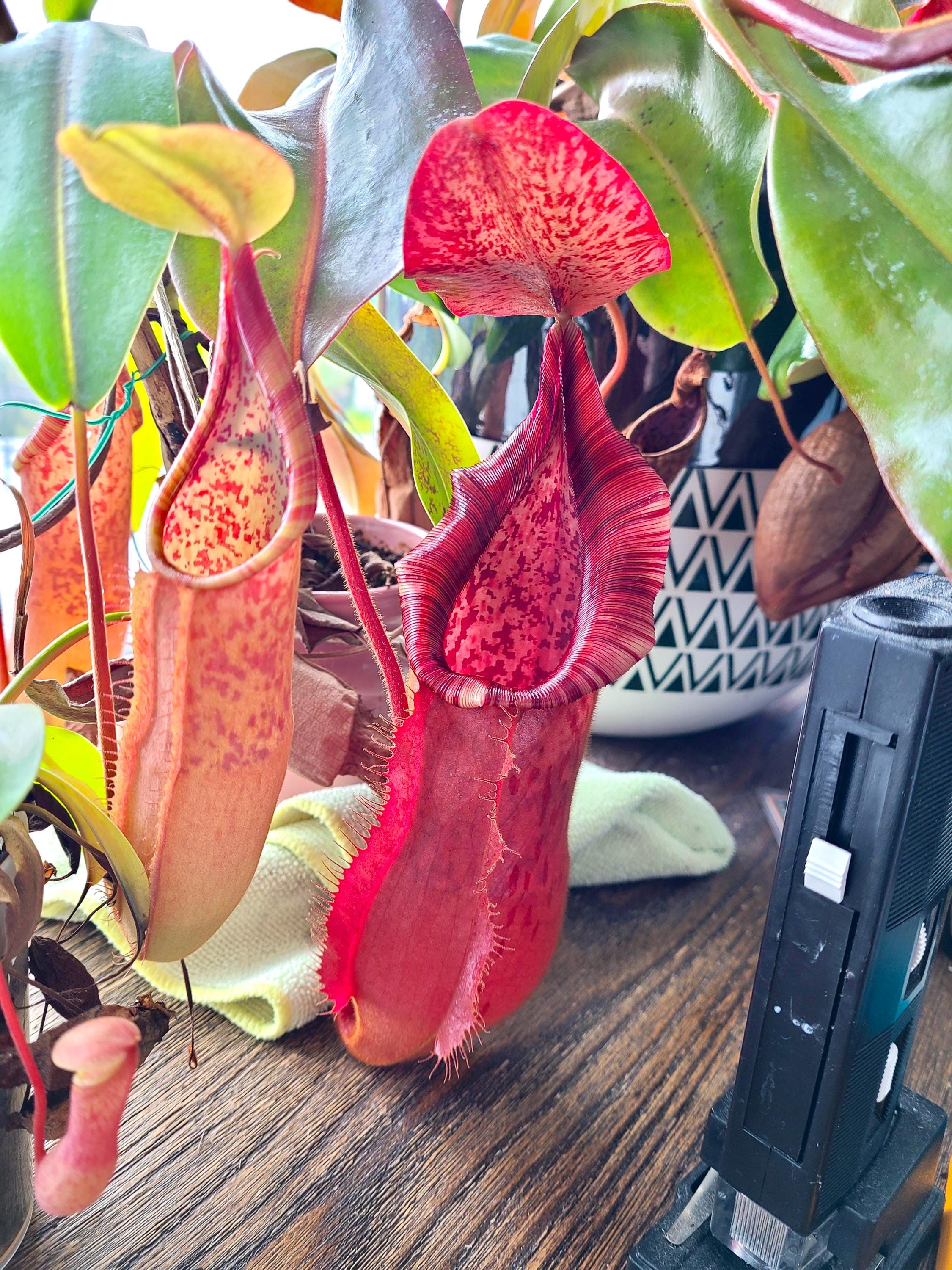Nepenthes Bloody Mary dark red pitcher plant 4” pot **(ALL plants require you to purchase ANY 2 plants!)**