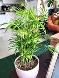 Neanthe bella parlor palm (air purifier) starter plant **(ALL plants require you to purchase ANY 2 plants!)**