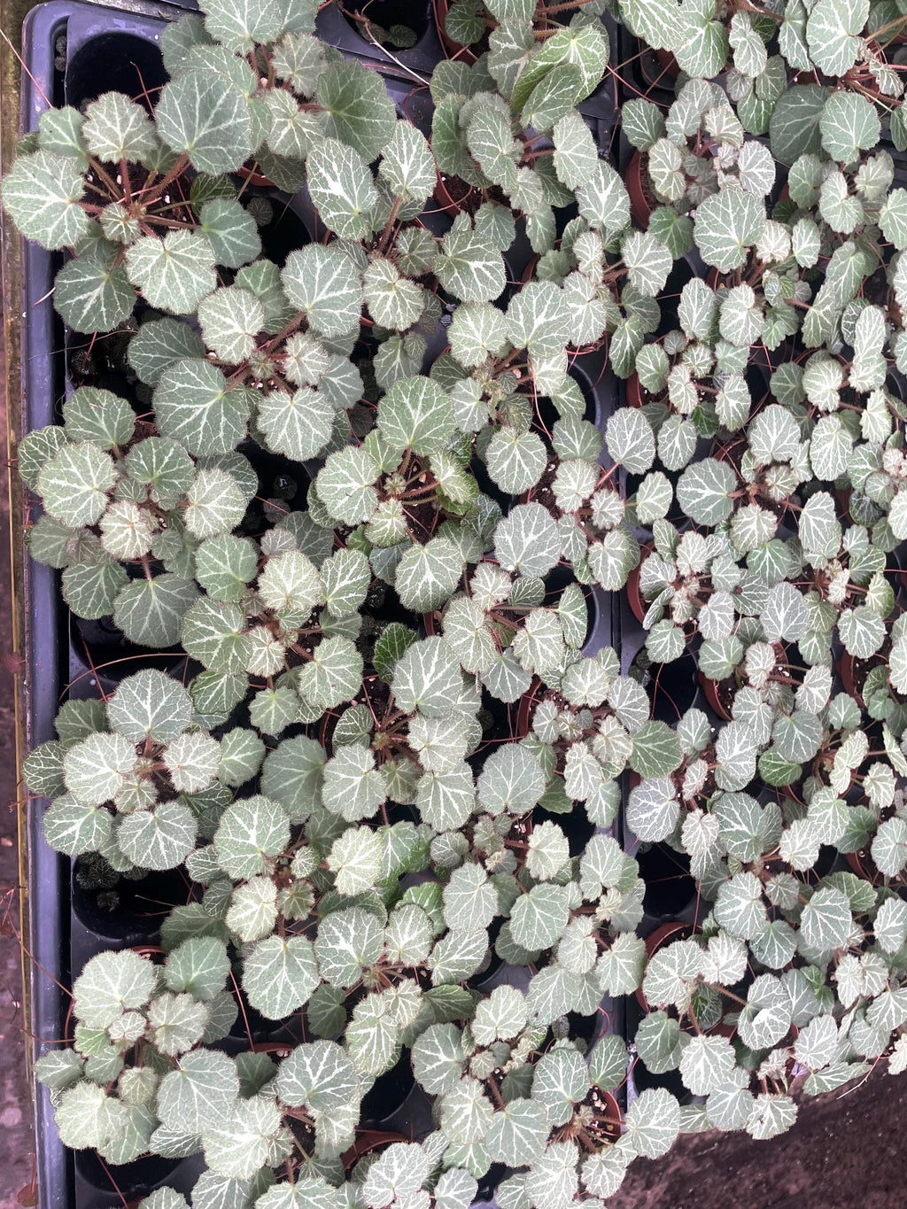 Strawberry Begonia (saxifraga stolonifera) 4” Plant (ALL PLANTS require you to purchase 2 plants!)**