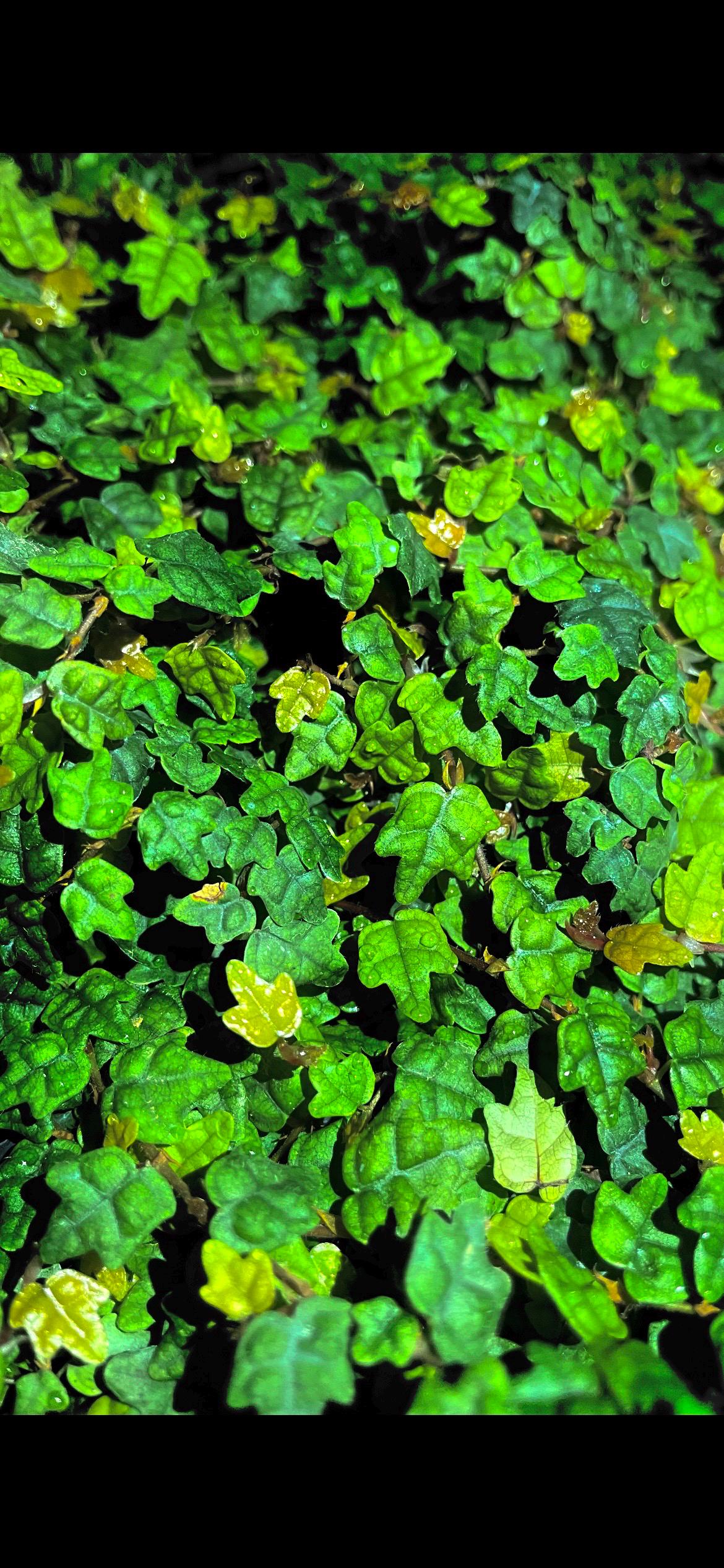 Ficus Quercifolia, Miniature Oak Leaf Creeping Fig Vine, String of Frogs starter plant *(ALL plants require purchase of ANY 2 plants!)*