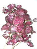 Episcia pink temptation variegated flowering African violet 2” plant **(ALL plants require you to purchase ANY 2 plants!)**