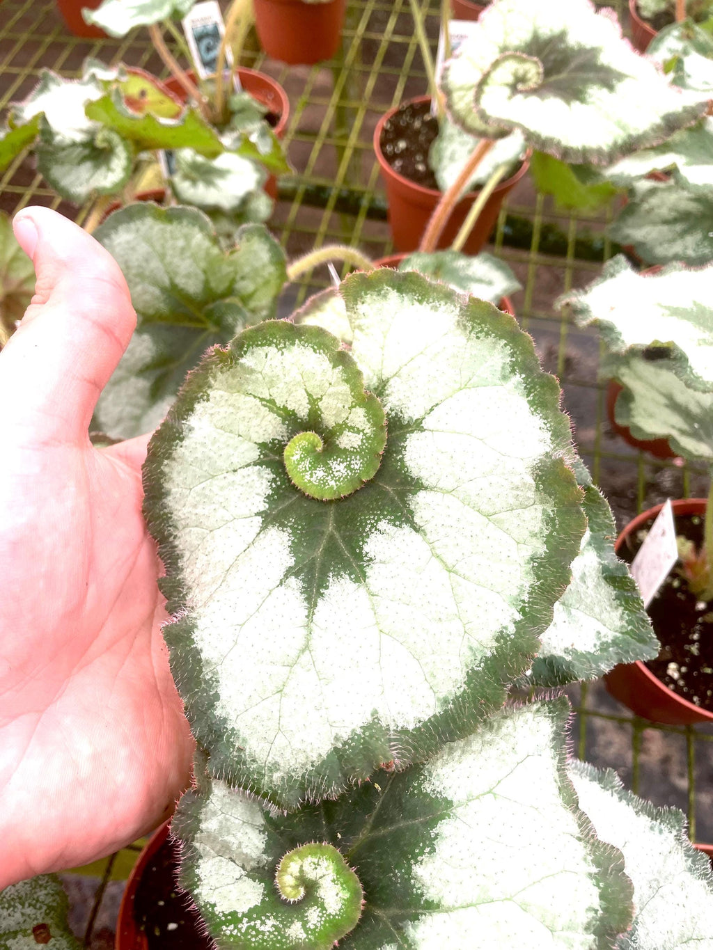 Begonia Rex escargot 4” rare plant **(ALL plants require you to purchase ANY 2 plants!)**