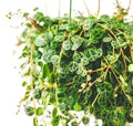 String of Turtles Vining starter plant (perfect for hanging baskets) **(ALL plants require you to purchase ANY 2 plants!)**