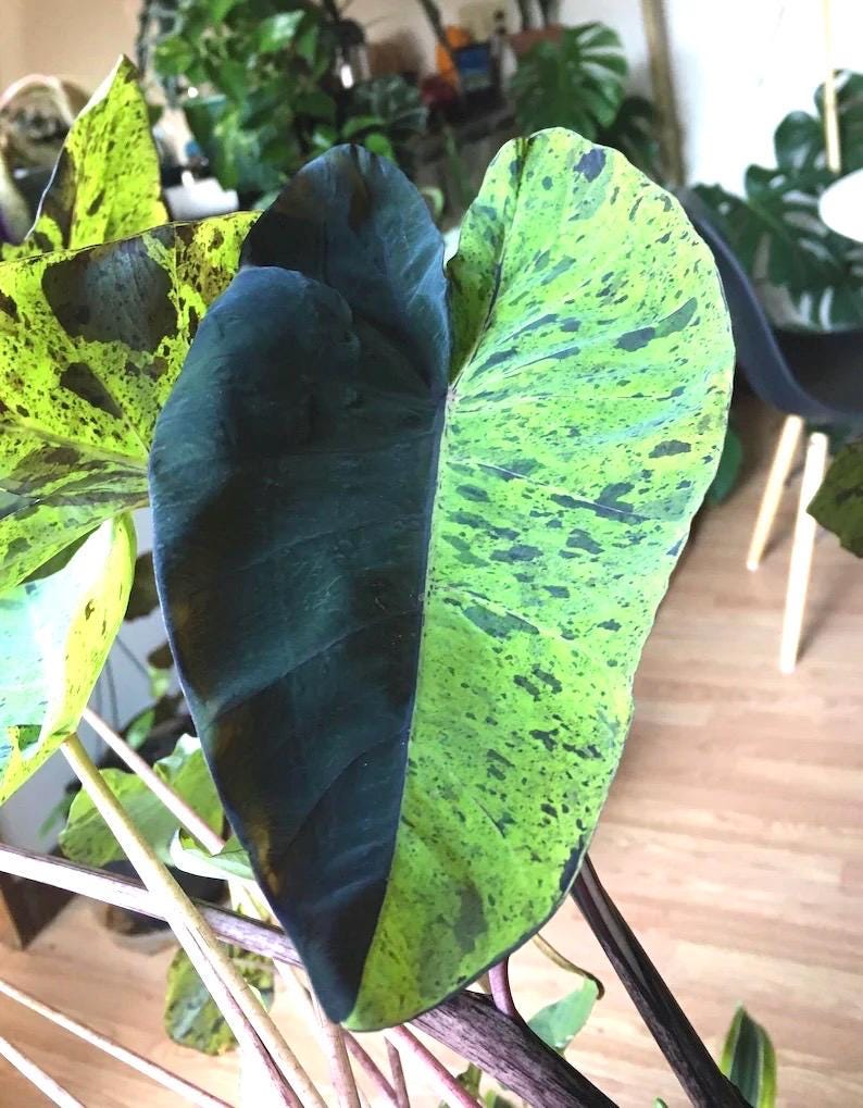 Colocasia Mojito escuelenta elephant ear 2” pot  **(ALL plants require you to purchase ANY 2 plants!)**