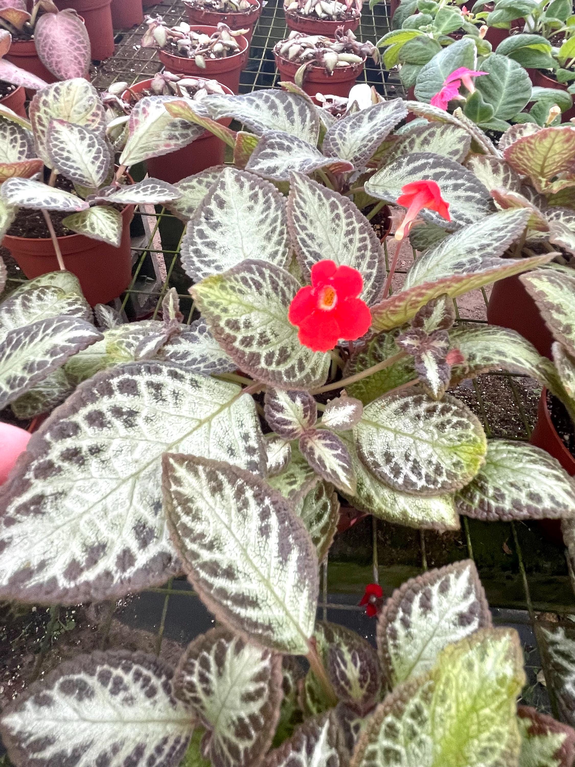 Episcia Silver Sheen 4” flowering (red flower) plant **(ALL plants require you to purchase ANY 2 plants!)**