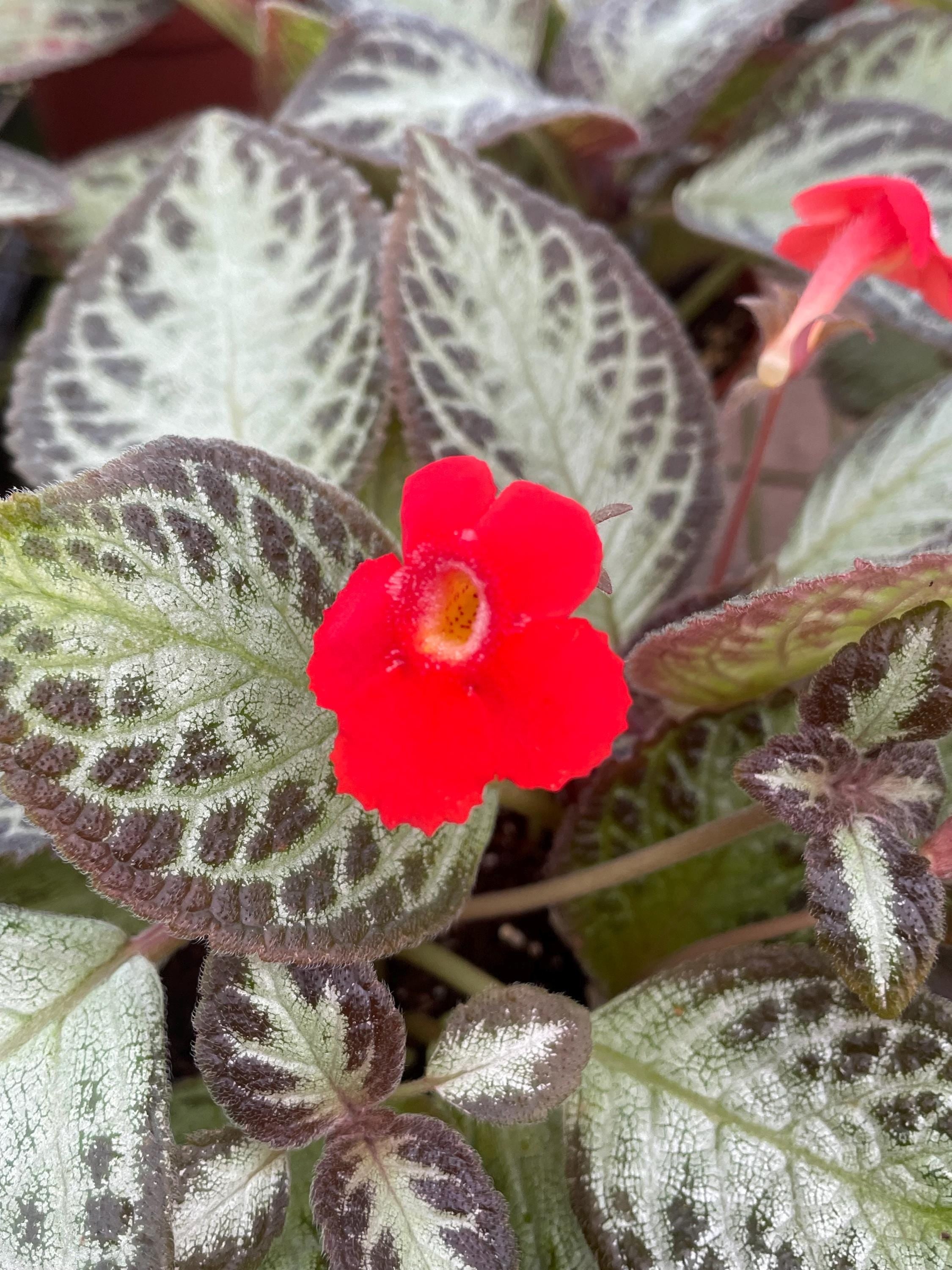 Episcia Silver Sheen 4” flowering (red flower) plant **(ALL plants require you to purchase ANY 2 plants!)**