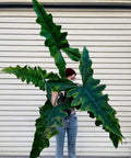 Alocasia Sabrina 2” pot **(ALL plants require you to purchase ANY 2 plants!)**