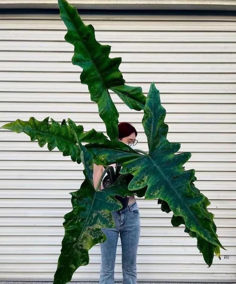 Alocasia Sabrina 2” pot **(ALL plants require you to purchase ANY 2 plants!)**