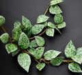 Hoya Krohniana Splash 2” plant **(ALL plants require you to purchase ANY 2 plants!)**
