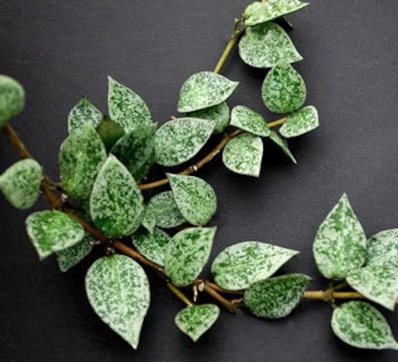 Hoya Krohniana Splash 2” plant **(ALL plants require you to purchase ANY 2 plants!)**