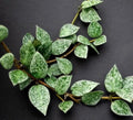Hoya Krohniana Splash 4” multistem plant **(ALL plants require you to purchase ANY 2 plants!)**