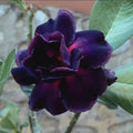 Desert rose purple plum 4” pot **(ALL plants require you to purchase ANY 2 plants!)**