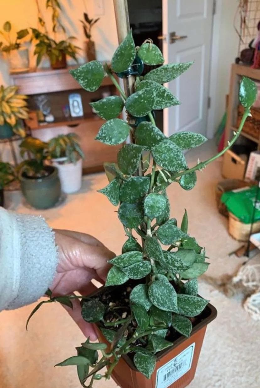 Hoya Krohniana Splash starter plant **(ALL plants require you to purchase ANY 2 plants!)**
