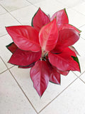 Aglaonema Red master starter plant **(ALL plants require you to purchase ANY 2 plants!)**