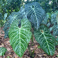 Anthurium Regale rare (large form) 2” plant **(ALL plants require you to purchase ANY 2 plants!)**