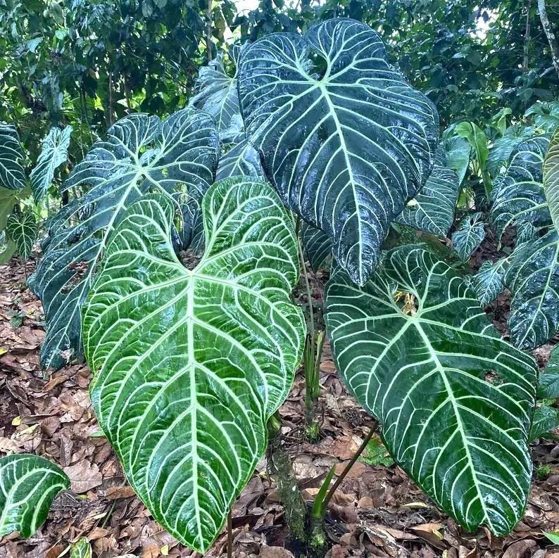 Anthurium Regale rare (large form) 2” plant **(ALL plants require you to purchase ANY 2 plants!)**
