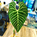 Anthurium Regale rare (large form) starter plant **(ALL plants require you to purchase ANY 2 plants!)**
