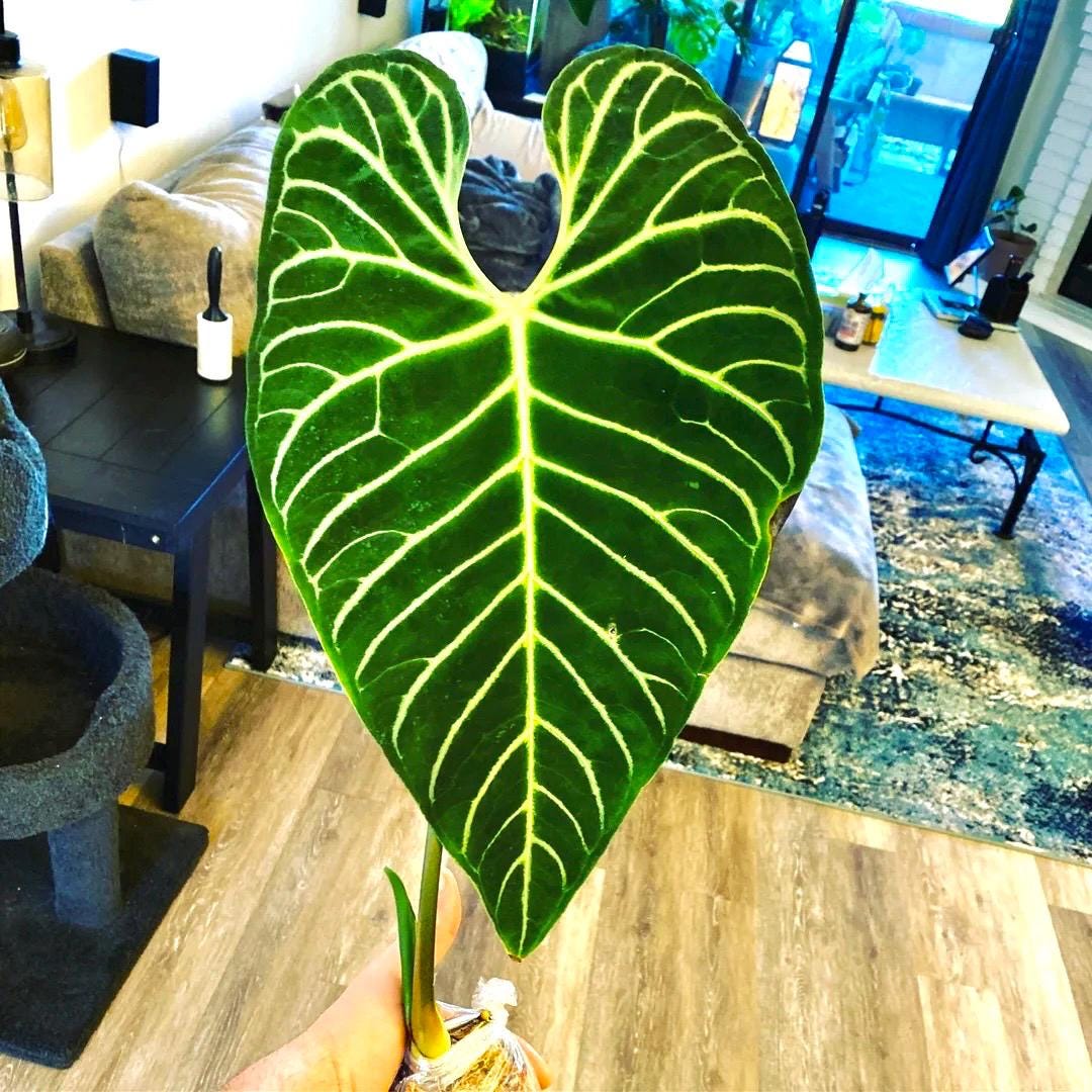 Anthurium Regale rare (large form) starter plant **(ALL plants require you to purchase ANY 2 plants!)**