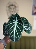 Alocasia mini black velvet “Black ninja” 2” plant **(ALL plants require you to purchase ANY 2 plants!)**