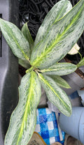 Aglaonema White rain starter plant **(ALL plants require you to purchase ANY 2 plants!)**