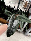 Alocasia Scalprum RARE 4” plant  **(MUST purchase ANY 2 plants to complete order!)**