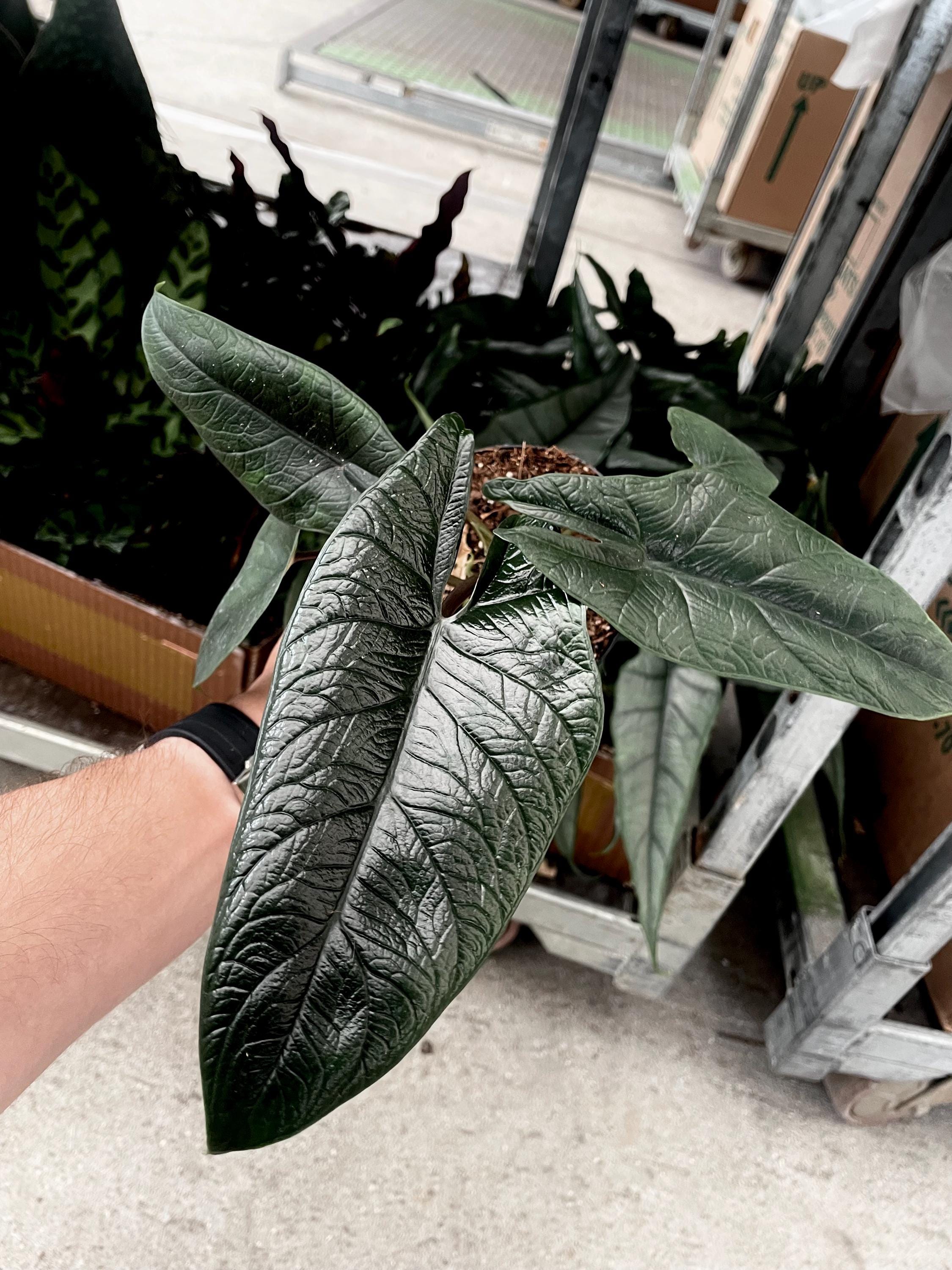 Alocasia Scalprum RARE 4” plant  **(MUST purchase ANY 2 plants to complete order!)**