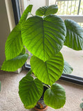 Ficus Umbrella tree XL starter plant **(ALL plants require you to purchase ANY 2 plants!)**